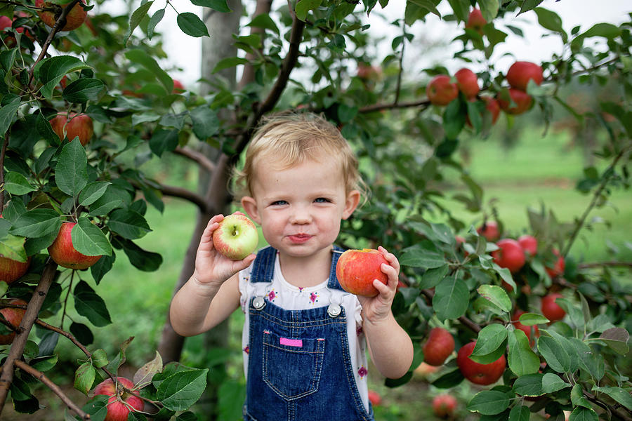 Portrait Of Cute Girl Eating Apples While Standing Against Fruit Trees ...