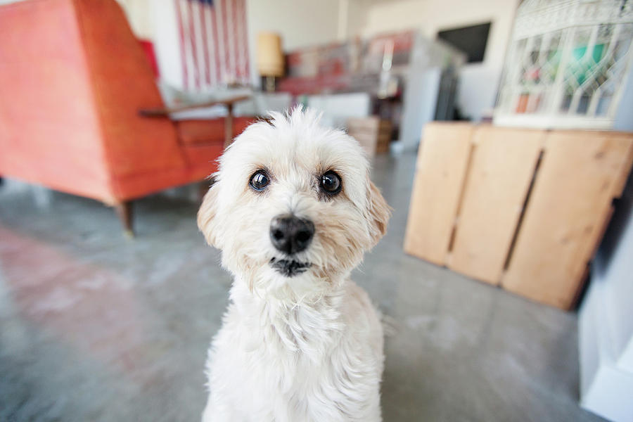 Portrait Of Cute Staring Dog In Living Room Digital Art by Grace Chon ...