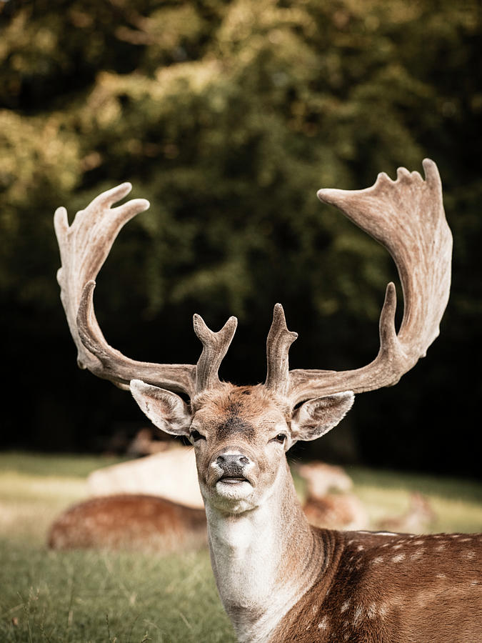 Deer Digital Art - Portrait Of Deer, Aarhus, Denmark by Max Bailen