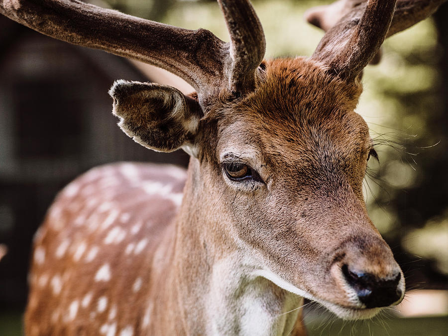 Deer Digital Art - Portrait Of Deer, Close-up, Aarhus, Denmark by Max Bailen