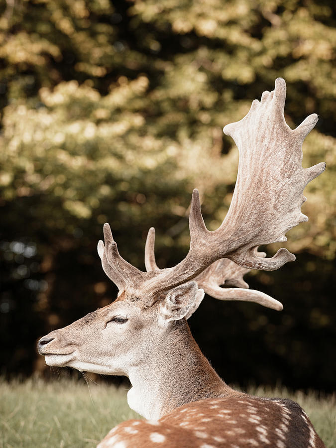 Deer Digital Art - Portrait Of Deer, Side View, Aarhus, Denmark by Max Bailen