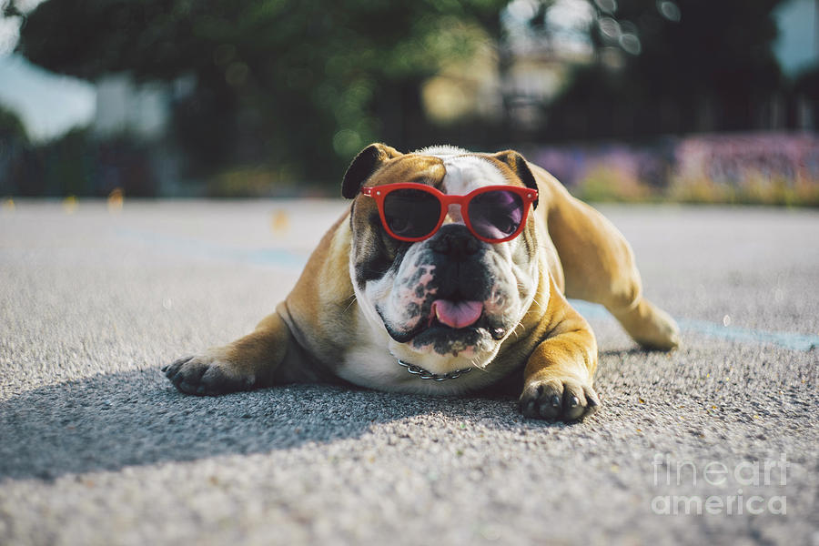 Portrait Of Dog In Sunglasses Lying On Photograph by Mirko Giambanco