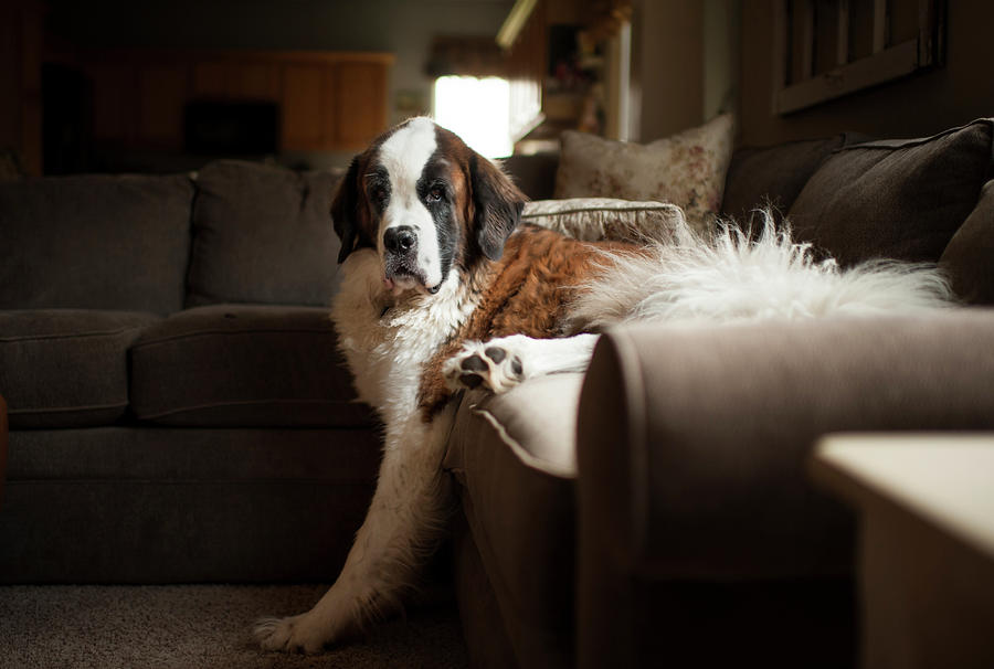 Portrait Of Dog Lying On Sofa In Living Room Photograph by Cavan Images ...