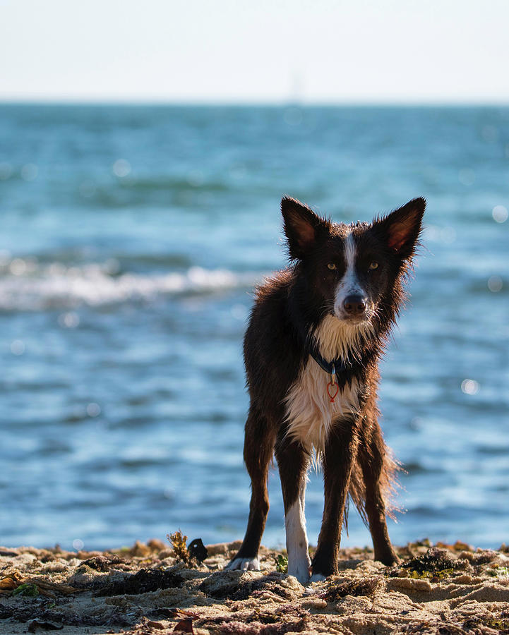 Nature Photograph - Portrait Of Dog Standing At Beach Against Sky by Cavan Images