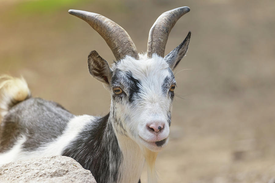 Portrait of Dutch Dwarf Goat Photograph by Jaroslav Frank - Fine Art ...