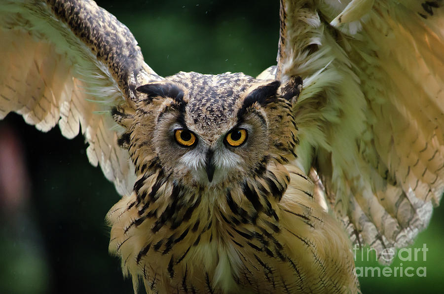 Owl Photograph - Portrait Of Eagle Owl by Chris Heald