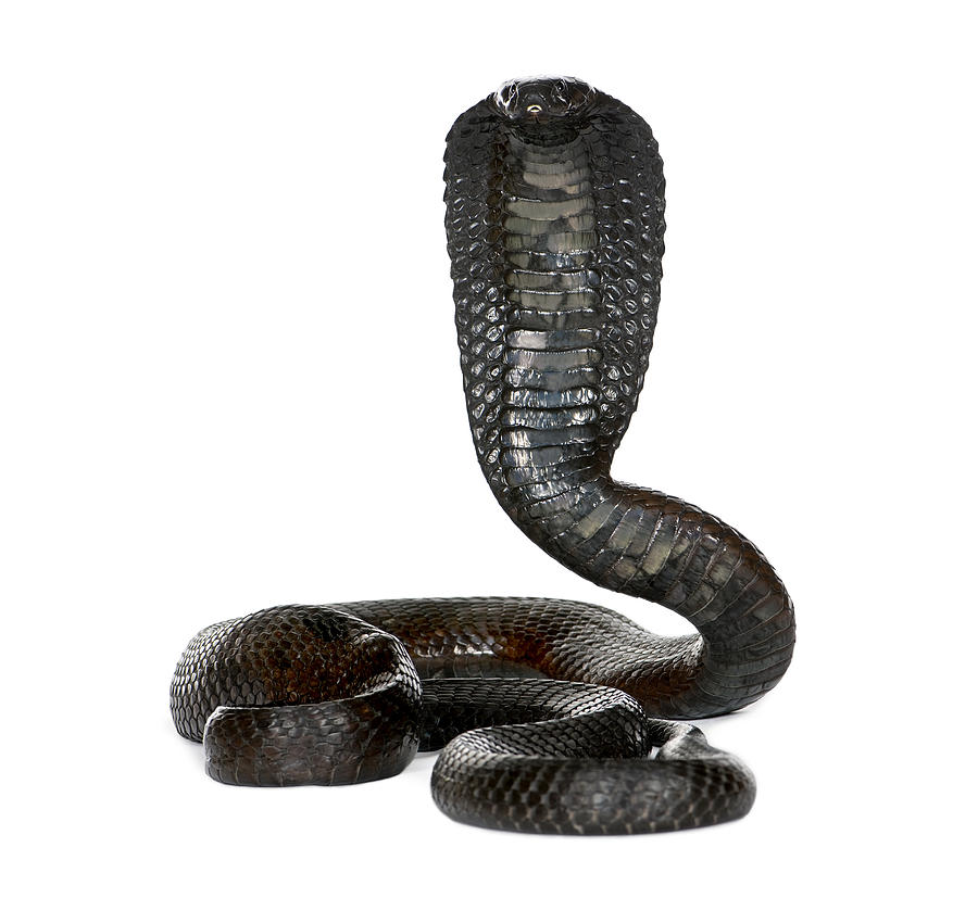 Portrait Of Egyptian Cobra, Naja Haje, Against White Background, Studio ...