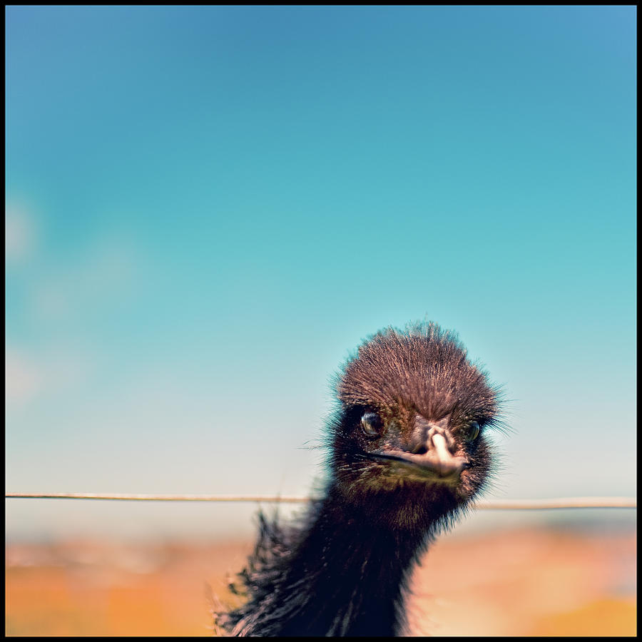 Portrait Of Emu Photograph by Jonas Seaman