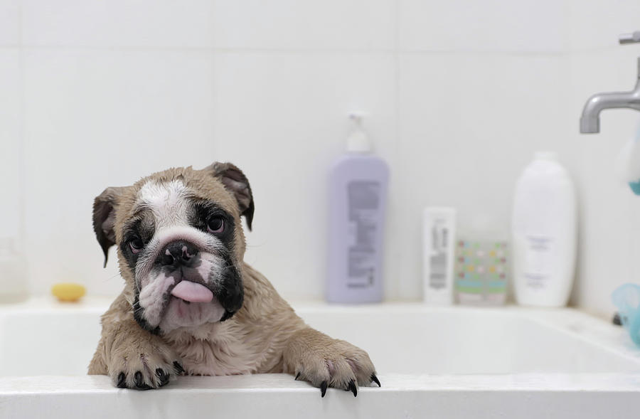 Bottle Photograph - Portrait Of English Bulldog Sticking Out Tongue While Standing In Bathtub Against Wall At Home by Cavan Images