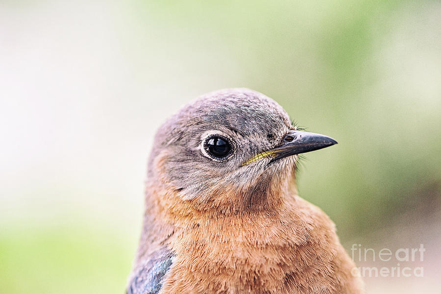 Portrait of Female Eastern Bluebird Photograph by Scott Pellegrin