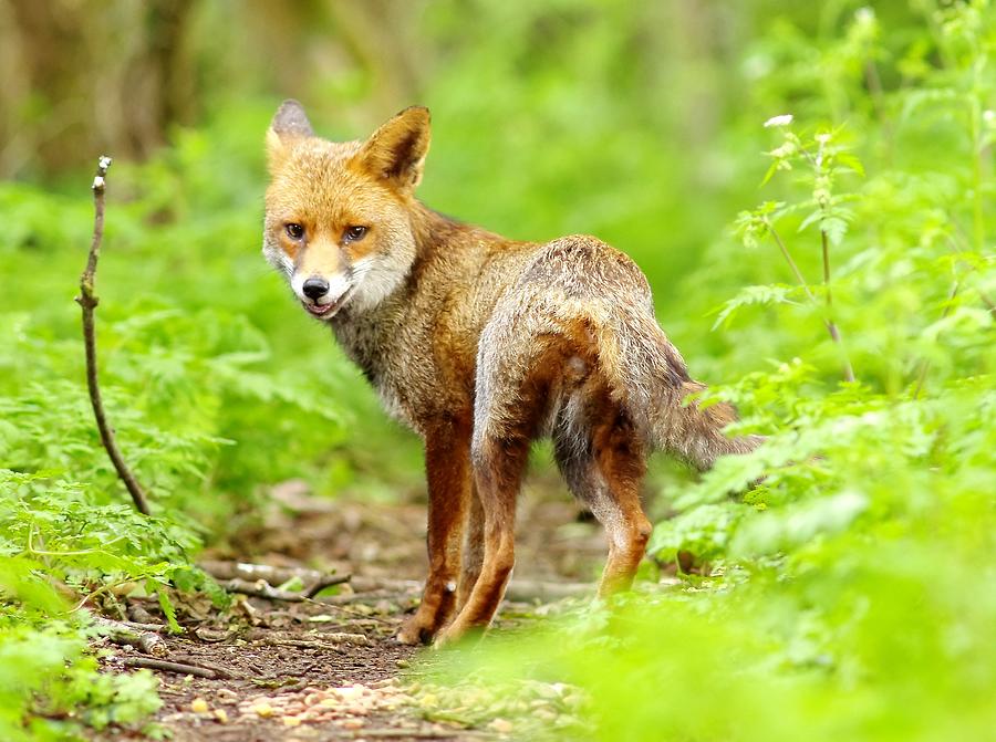 Portrait Of Fox Photograph by Gary Chalker