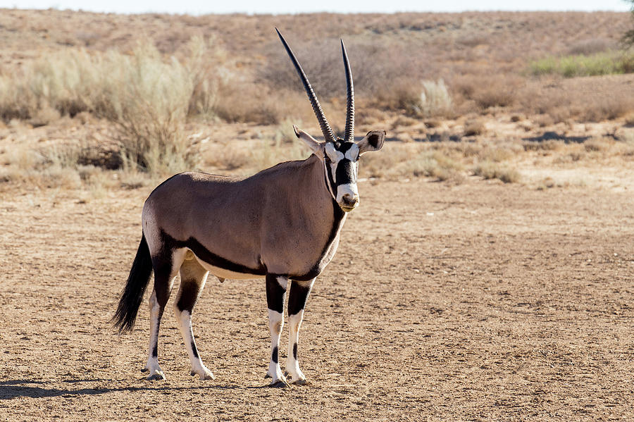 portrait of Gemsbok, Oryx gazella Photograph by Artush Foto