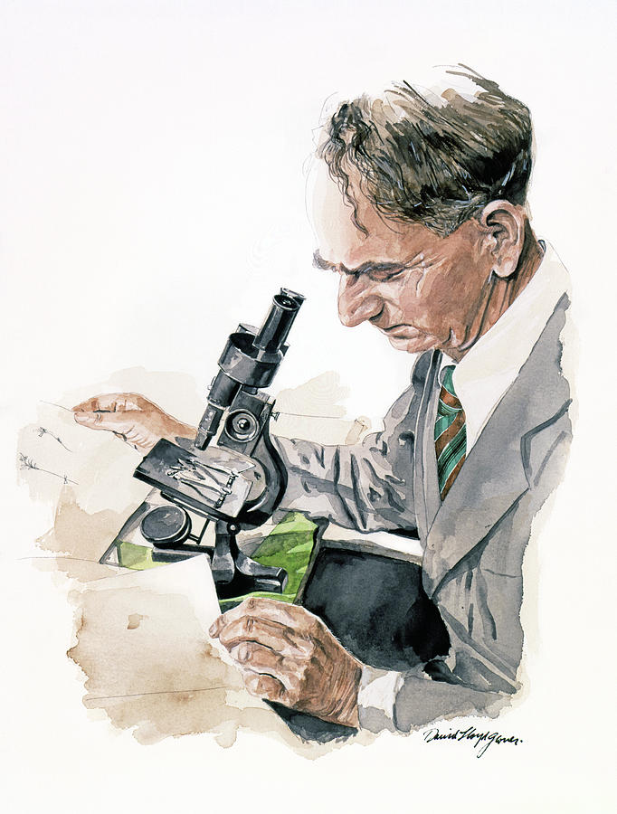 Portrait Of George Hardy Painting by David Lloyd Glover