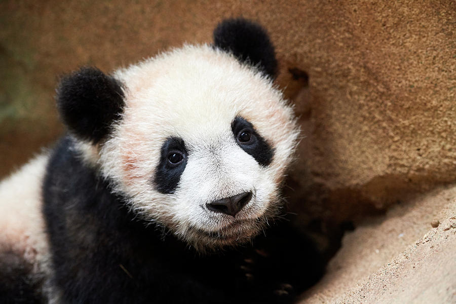 Portrait Of Giant Panda Cub Captive Beauval Zoo France Photograph By