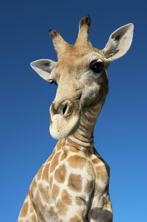Portrait Of Giraffe Giraffa Photograph by Heinrich Van Den Berg