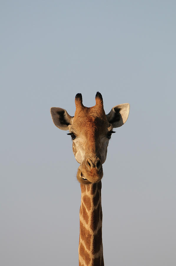 Portrait Of Giraffe Giraffa Photograph by Shem Compion