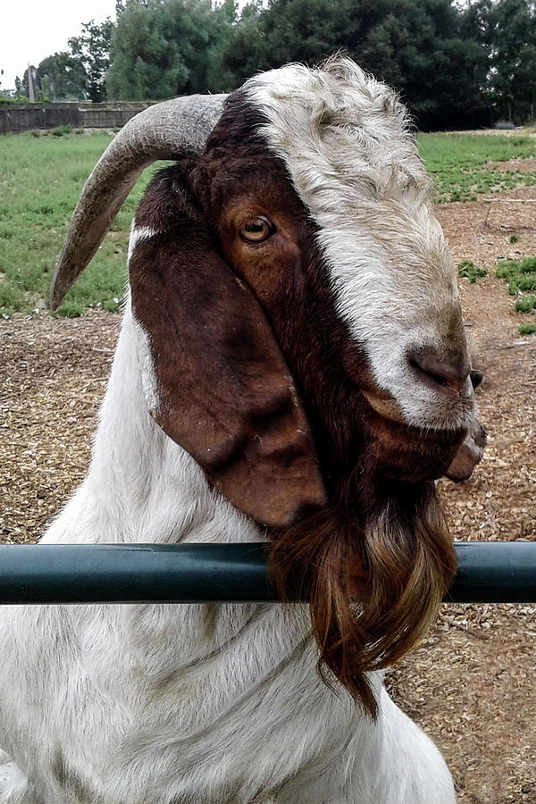 Portrait of Goat Ambassador Photograph by Yuri Tomashevi