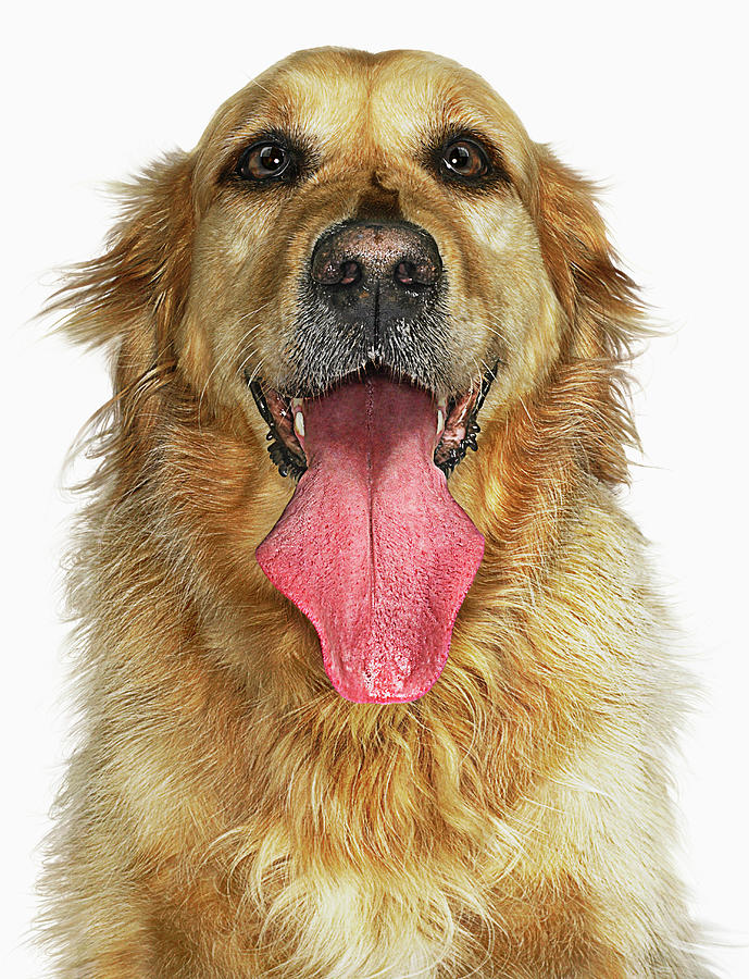 Portrait Of Golden Retreiver Dog Photograph by Gandee Vasan