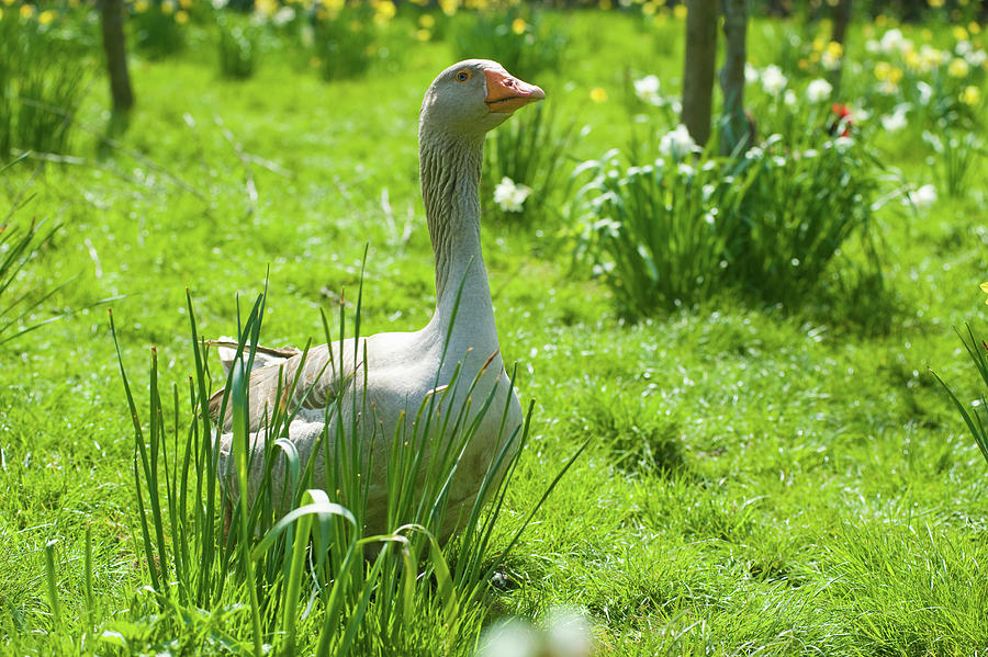Goose Digital Art - Portrait Of Goose In Daffodil Meadow by Henry Arden