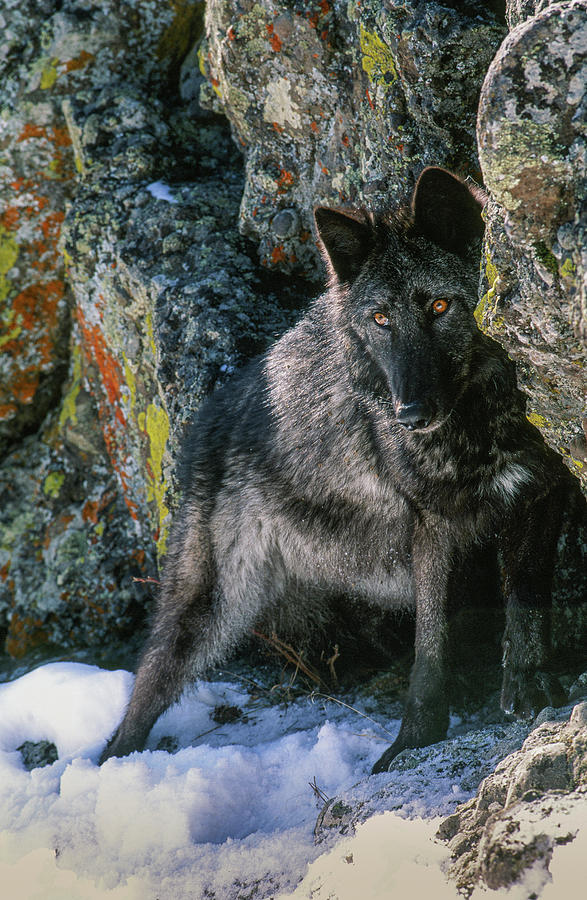 Portrait Of Gray Wolf, Montana Photograph by Howie Garber - Fine Art ...