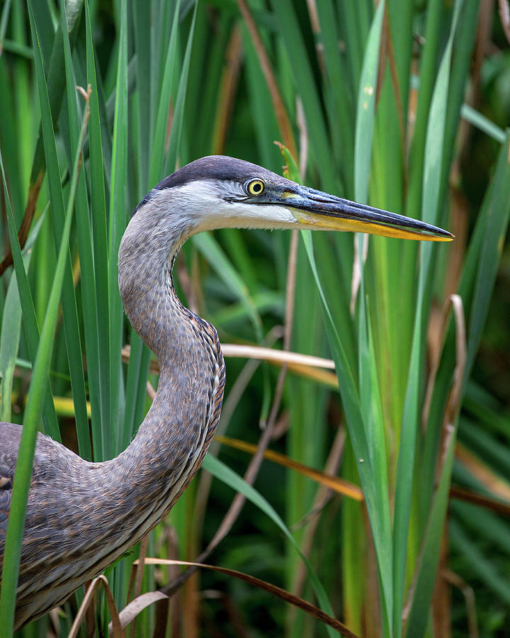 Portrait of Great Blue Heron Photograph by Alan Raasch