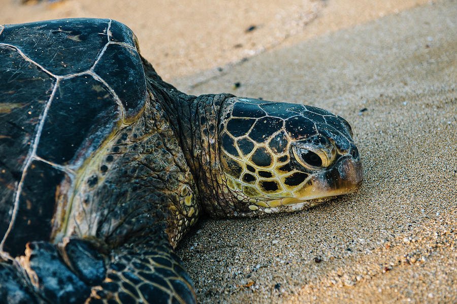 Portrait Of Green Sea Turtle On Beach, Maui, Hawaii Digital Art by Pete ...