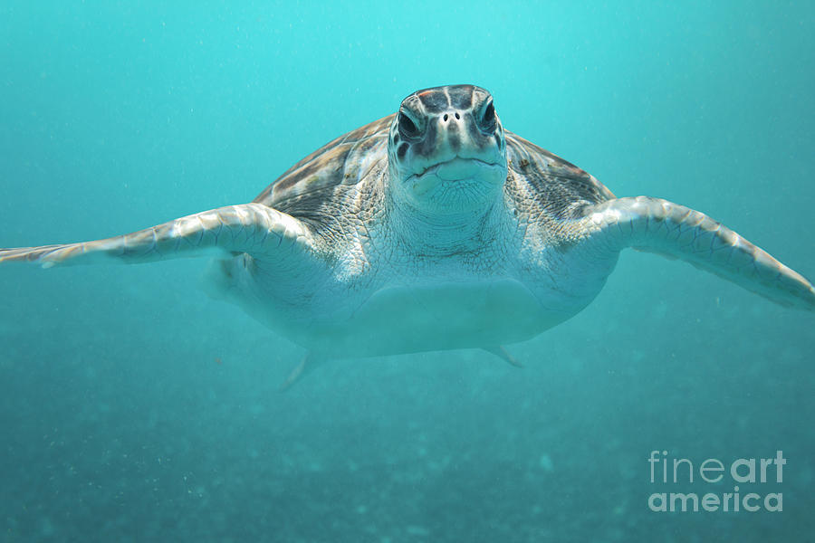 Portrait Of Green Turtle Underwater Photograph by Stanislaw Pytel