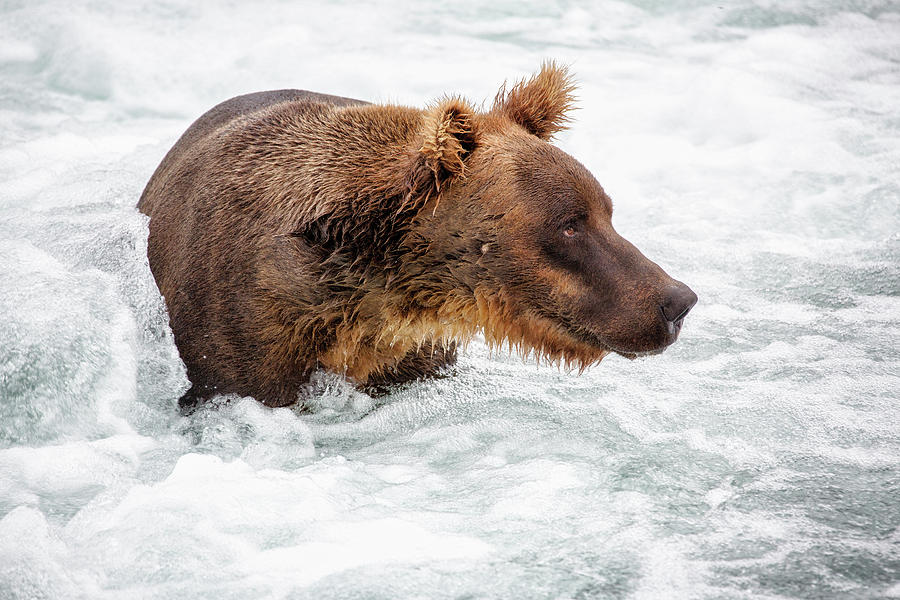 Portrait of Grizzly in Jacuzzi Photograph by Alex Mironyuk - Fine Art ...