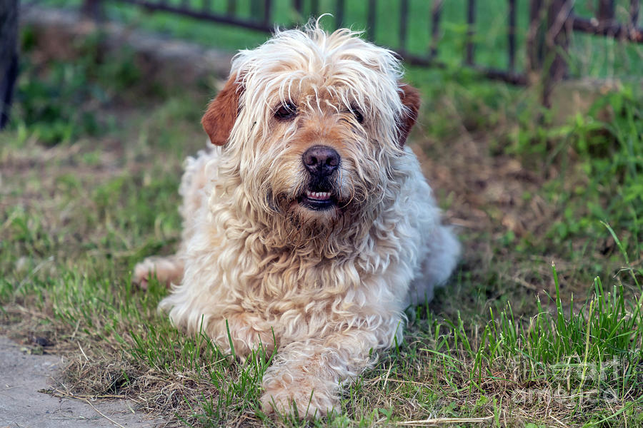 Portrait of hairy brown mutt dog Photograph by Bratislav Braca Stefanovic