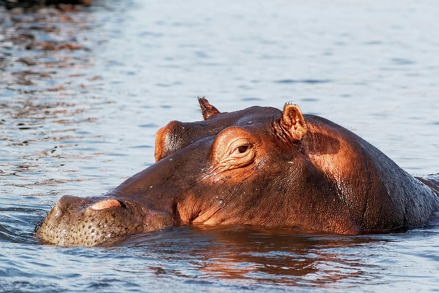 portrait of Hippo Hippopotamus Hippopotamus Photograph by Artush Foto ...