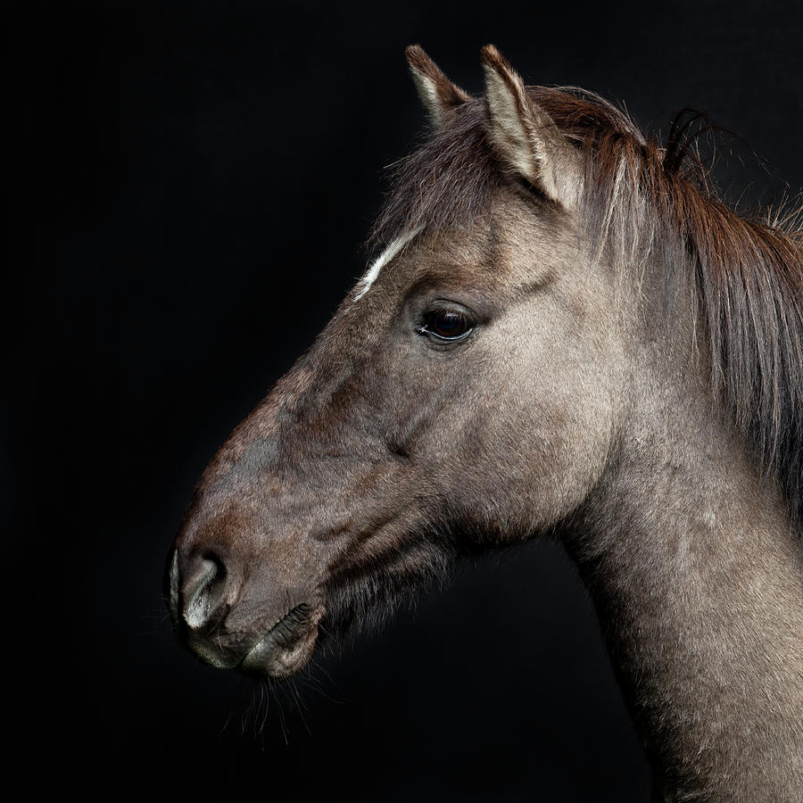 Portrait Of Horse Photograph by Arctic-images Portrait Of Horse Photograph by Arctic-images