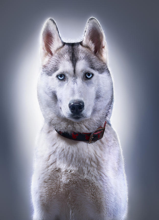 Portrait Of Husky Photograph by Gandee Vasan