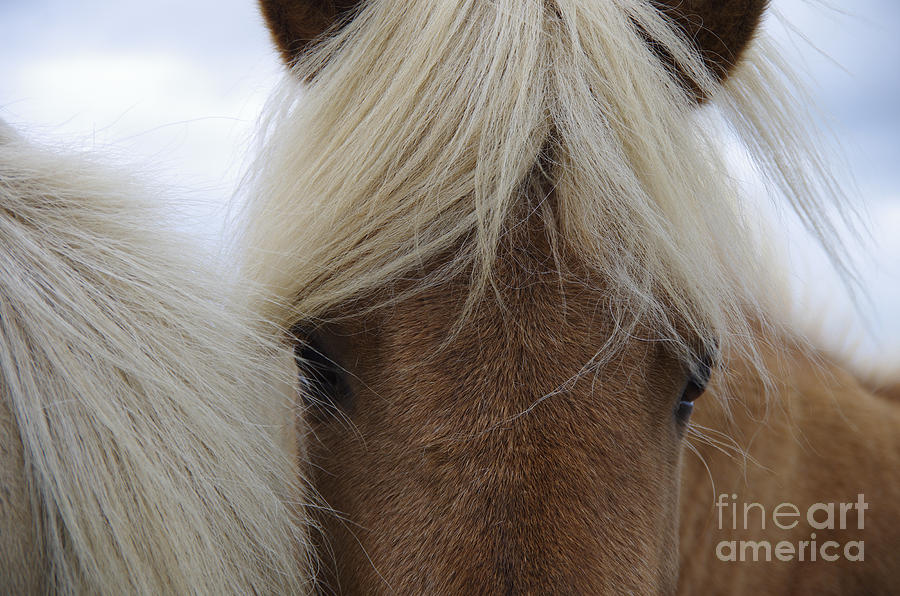 Fur Photograph - Portrait Of Icelandic Horses With Long by Igor Dymov Fur Photograph - Portrait Of Icelandic Horses With Long by Igor Dymov