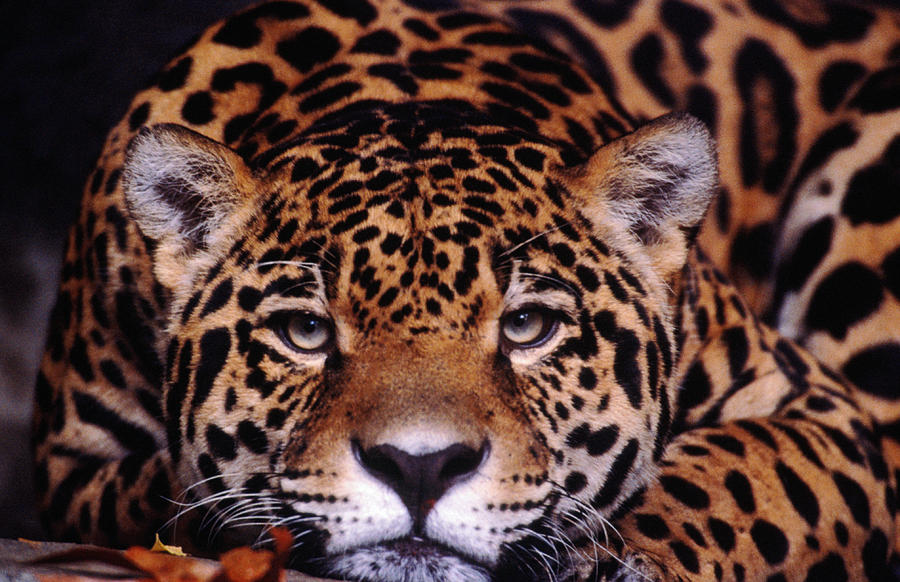 Portrait Of Jaguar, Brazil Photograph by Mark  Newman