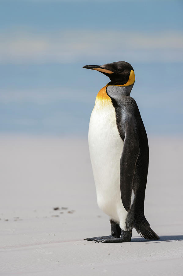 Portrait Of King Penguin (aptenodytes Patagonica), On Beach, Volunteer ...