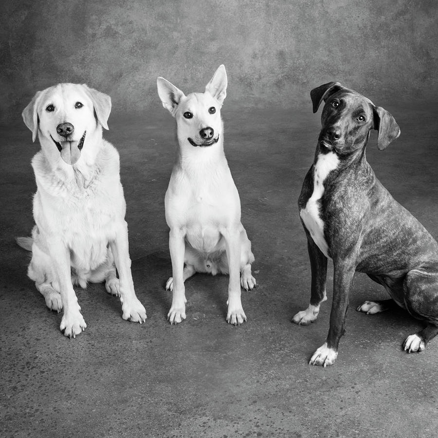 Portrait Of Labrador Mix,mountain Cur Photograph by Panoramic Images - Fine Art America