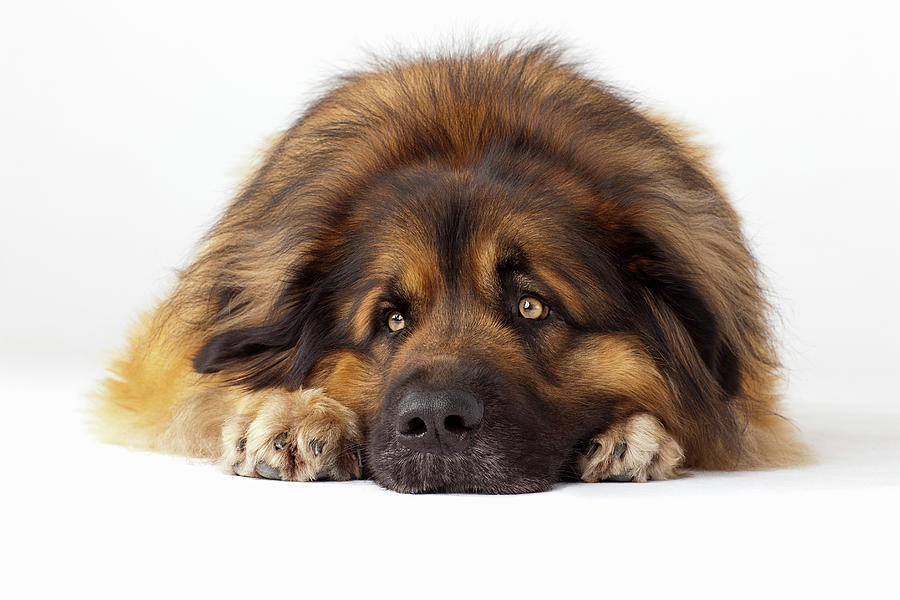 Portrait Of Leonberger Lying Down Photograph by Compassionate Eye Foundation/david Leahy