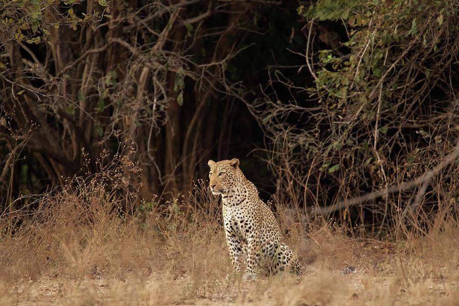 Portrait Of Leopard Panthera Pardus Mana Pools National Park