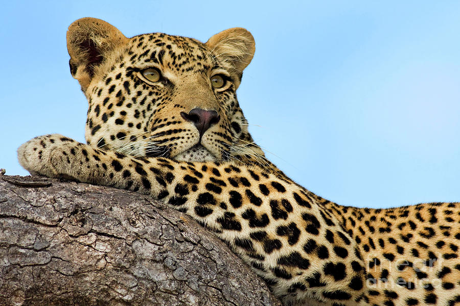 Portrait Of Leopard Panthera Pardus Photograph by Seyms Brugger