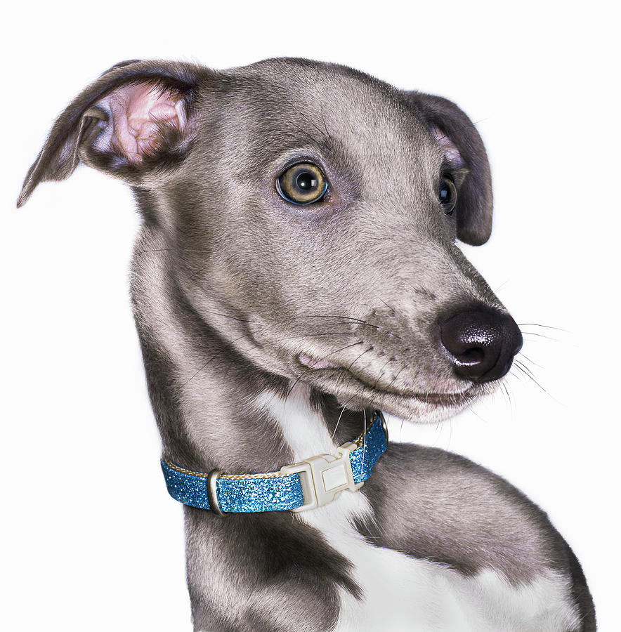 Portrait Of Lurcherwhippet Dog Photograph by Gandee Vasan