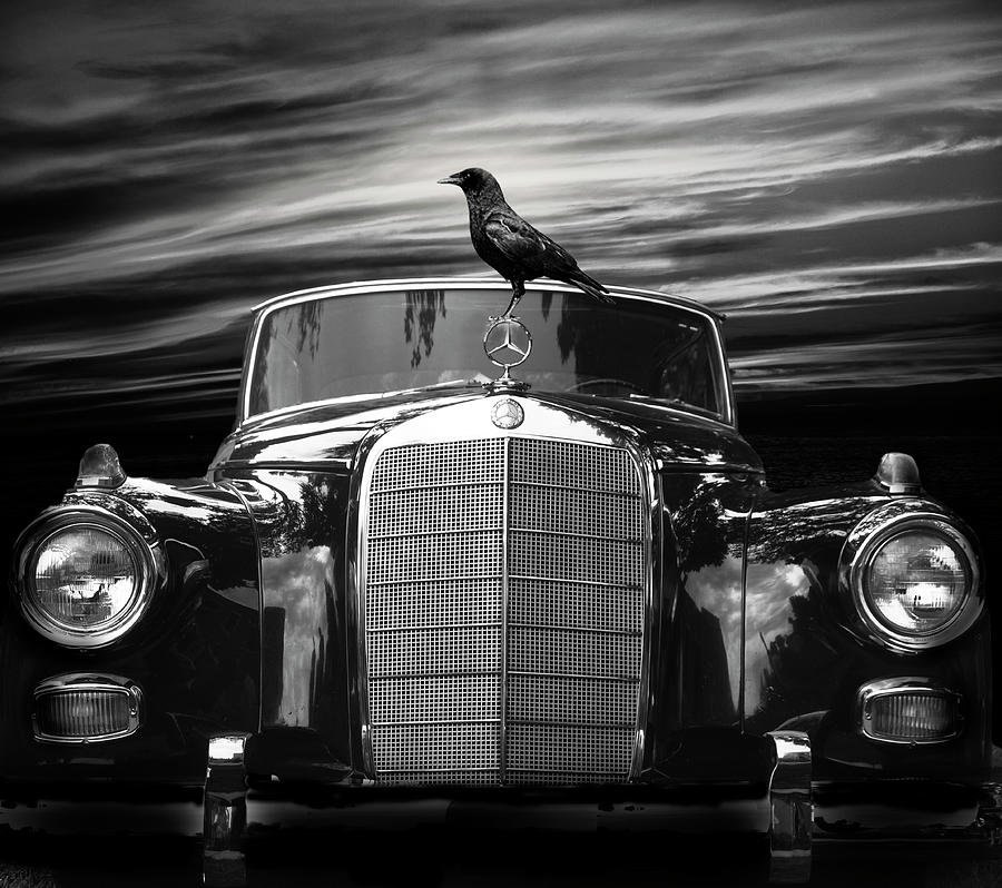 Portrait Of Mercedes Benz With Raven Photograph by Larry Butterworth