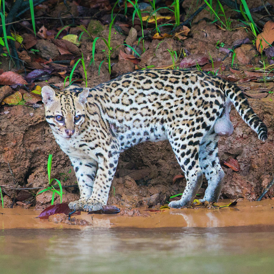 Nature Photograph - Portrait Of Ocelot Leopardus Pardalis by Panoramic Images