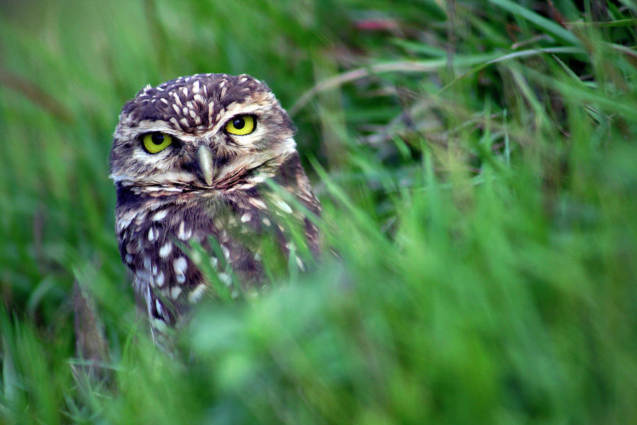 Portrait Of Owl Photograph by Adriana Casellato