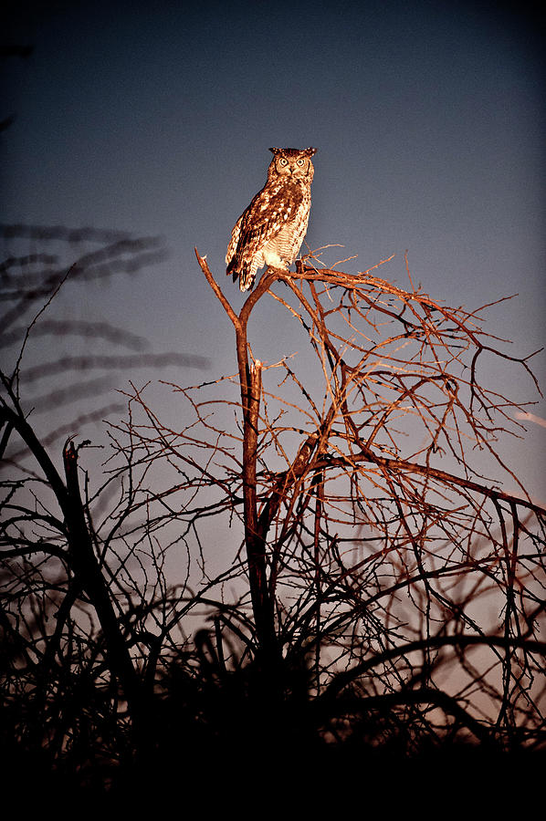 Portrait Of Owl Perching On Branch Of Photograph by Erik Leonsson Portrait Of Owl Perching On Branch Of Photograph by Erik Leonsson