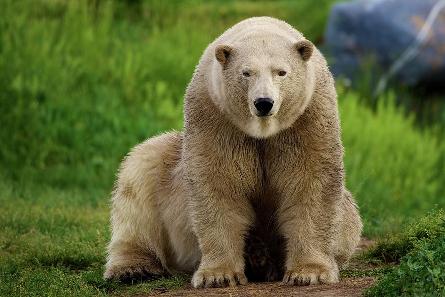 Portrait Of Polar Bear Photograph by John Knight