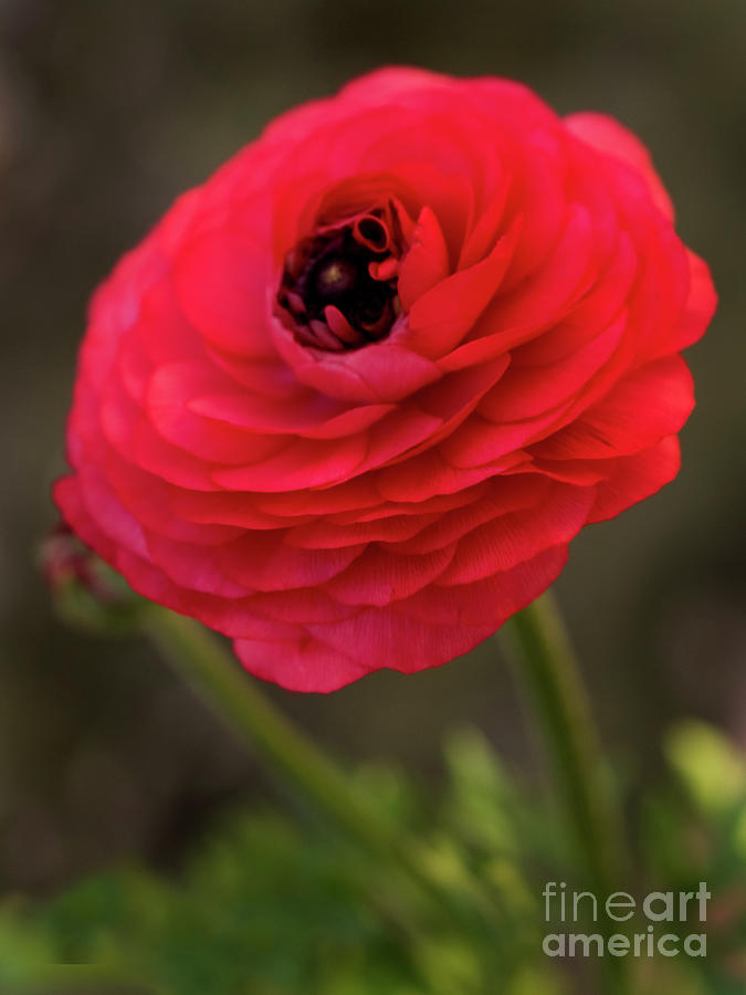 Portrait Of Ranunculus 2 Photograph by Dorothy Lee