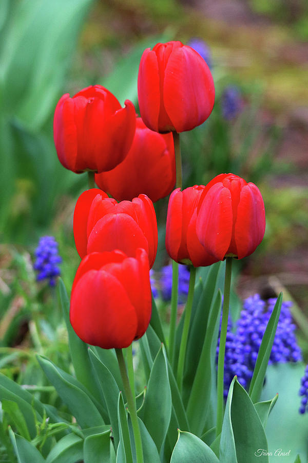 Portrait of Red Tulips Photograph by Trina Ansel
