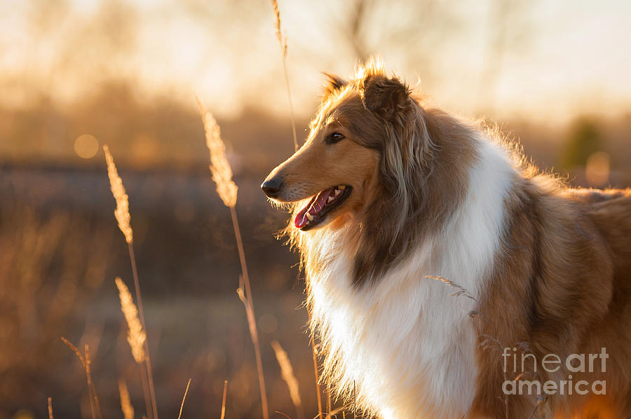 Haired Photograph - Portrait Of Rough Collie At Sunset by Grigorita Ko Haired Photograph - Portrait Of Rough Collie At Sunset by Grigorita Ko