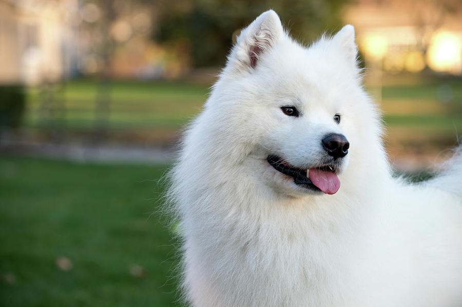 Portrait Of Samoyed Digital Art by Kathy Cacicedo