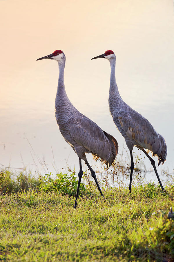 Portrait Of Sandhill Cranes Digital Art by Laura Diez - Fine Art America